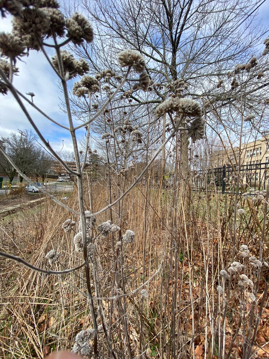 The pollinator meadow at Davis Park is beautiful in the winter and early spring too!  Volunteer with us on Friday mornings in April. Learn more: clpvd.org/series/davis-p…