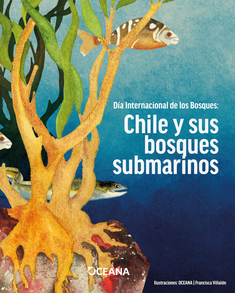 #BosquesDeAlgas | ¡Los bosques no sólo se encuentran en tierra!

Este Día internacional de los Bosques destacamos el rol de las macroalgas pardas, hábitats donde la vida submarina prospera.