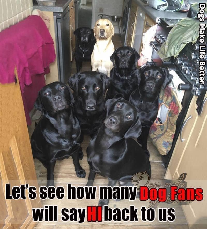 Dog Lovers tweet media