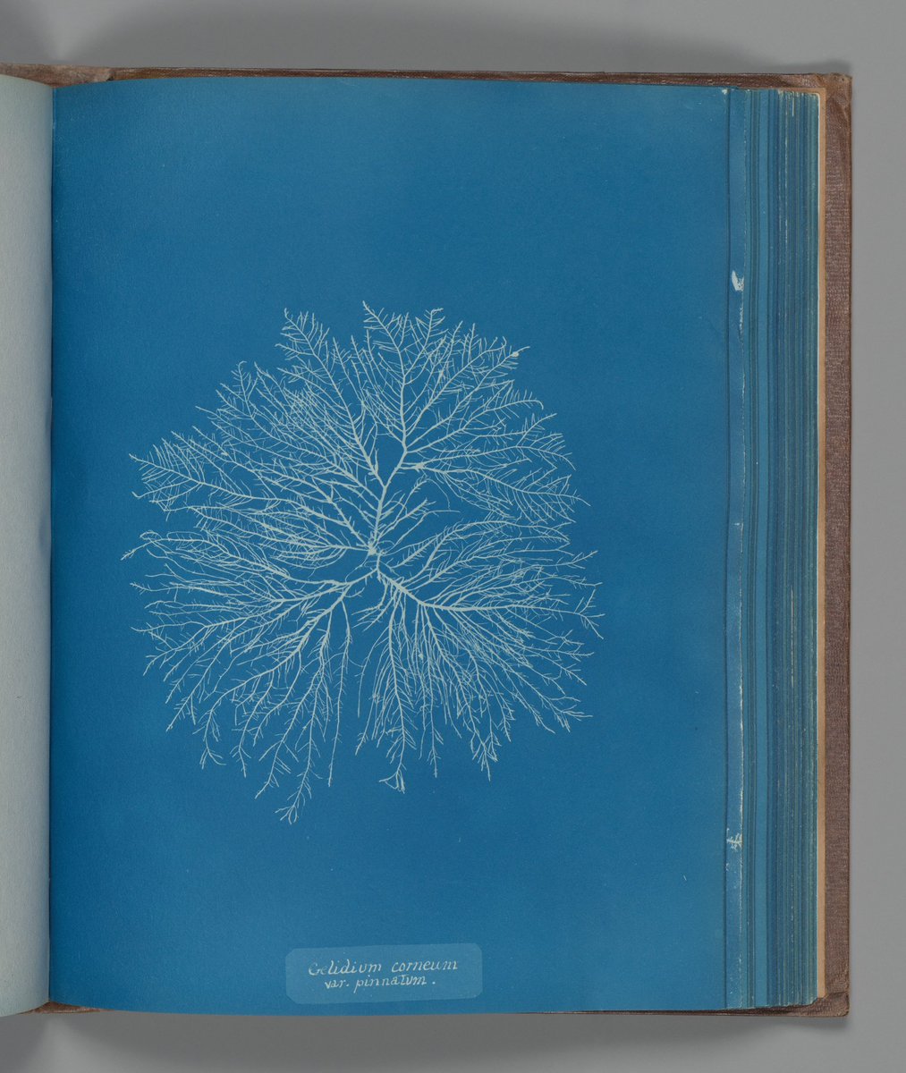 Aniversario 226 del nacimiento de #AnnaAtkins pionera de la fotografía británica .
   Y sus excelentes tres tomos de su libro:  “ Fotografía de Algas Británicas”. Impresiones en cianotipo. 1843-53
#Bibliofilia #OldPhotos  #Cyanotype  #WomensHistory