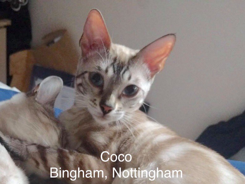 Janice (@janice_adams3) on Twitter photo MISSING CAT
Today is #MissingCatsDay
#PetTheftAwarenessWeek
Coco a petite, blue eyed & pink nosed Bengal cat, missing from #Bingham, #Nottingham since 24/09/17 spayed & Microchipped. Nearly 8 yrs of heartache for her family
<a href="/CatsMissing/">MissingCatsUK</a>
<a href="/MissingPetsGB/">Missing Pets GB</a>
<a href="/ZuccoIsMissing/">SassPirelli</a>
pls RT MISSING CAT
Today is #MissingCatsDay
#PetTheftAwarenessWeek
Coco a petite, blue eyed & pink nosed Bengal cat, missing from #Bingham, #Nottingham since 24/09/17 spayed & Microchipped. Nearly 8 yrs of heartache for her family
<a href="/CatsMissing/">MissingCatsUK</a>
<a href="/MissingPetsGB/">Missing Pets GB</a>
<a href="/ZuccoIsMissing/">SassPirelli</a>
pls RT