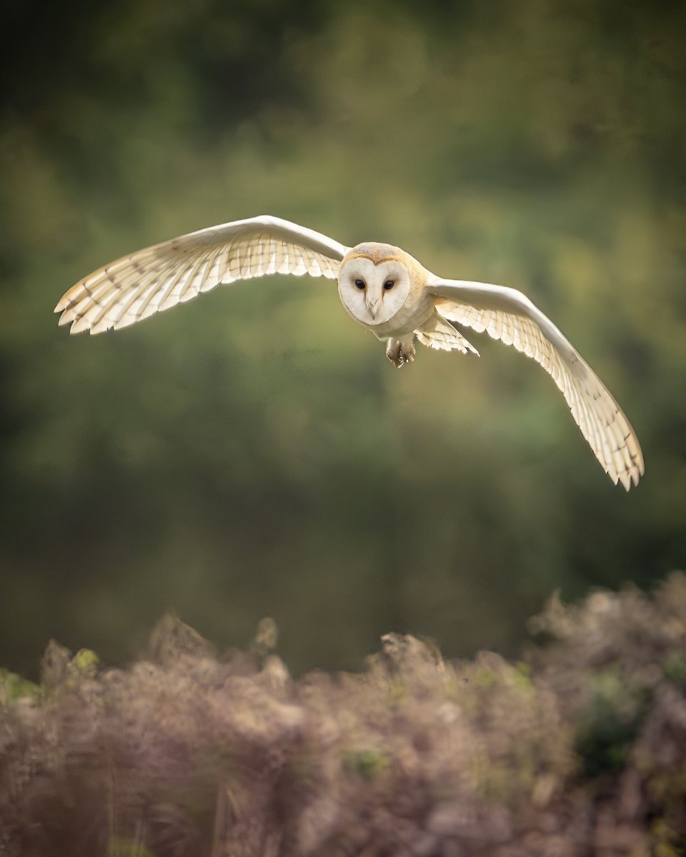 <a href="/BarnOwlTrust/">Barn Owl Trust</a> 🫶🏻