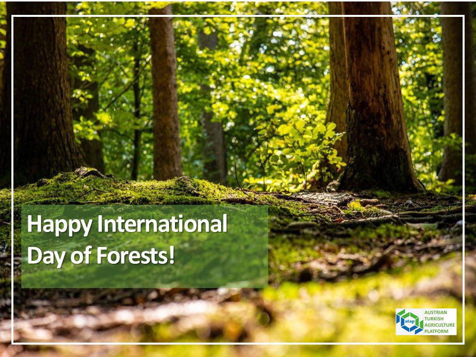 ataPlatform's tweet photo. Heute ist der Internationale Tag des Waldes! 💚🌲🌳🌿🌱🐿🍄🦔 21 Mart Orman Günü kutlu olsun! https://t.co/Nme7b4Ymss