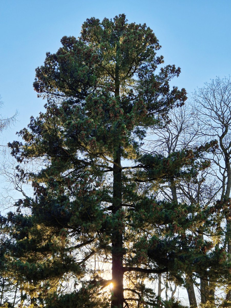 PEACHY KIN tweet media