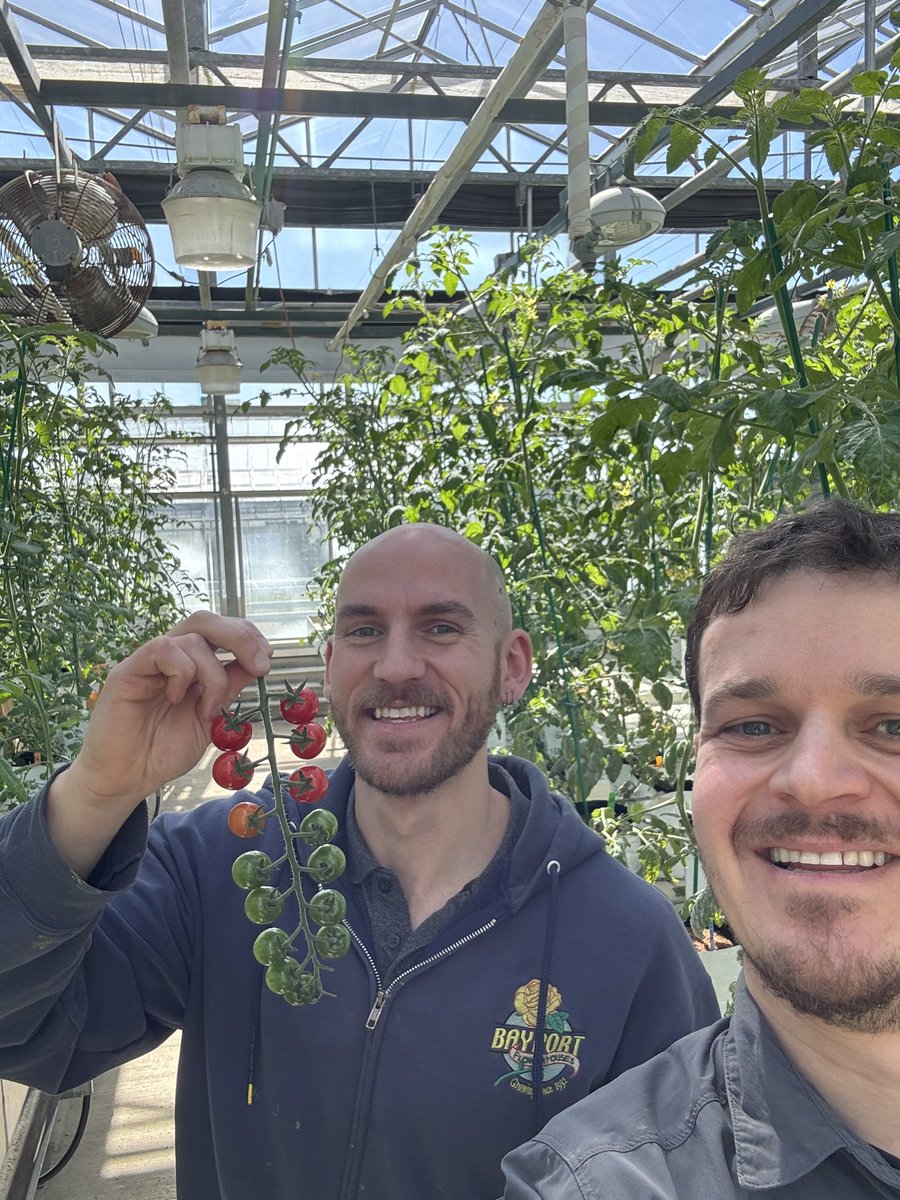 Harvest time! We’re picking our greenhouse-grown cherry tomatoes, and they’re looking great! Exciting to see the results of our trials in action. 

#TomatoHarvest #GreenhouseFarming #VegetableScience #CornellAgriTech #CornellExtension #LongIslandGrowers #SustainableFarming