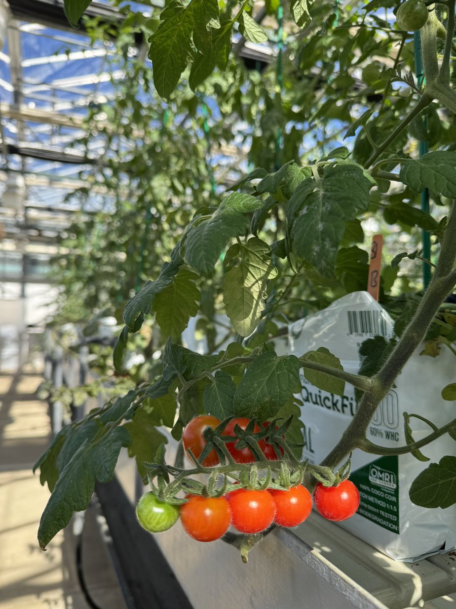 danwheck's tweet photo. Harvest time! We’re picking our greenhouse-grown cherry tomatoes, and they’re looking great! Exciting to see the results of our trials in action.
#TomatoHarvest #GreenhouseFarming #VegetableScience #CornellAgriTech #CornellExtension #LongIslandGrowers #SustainableFarming https://t.co/5VS3eTTFgt