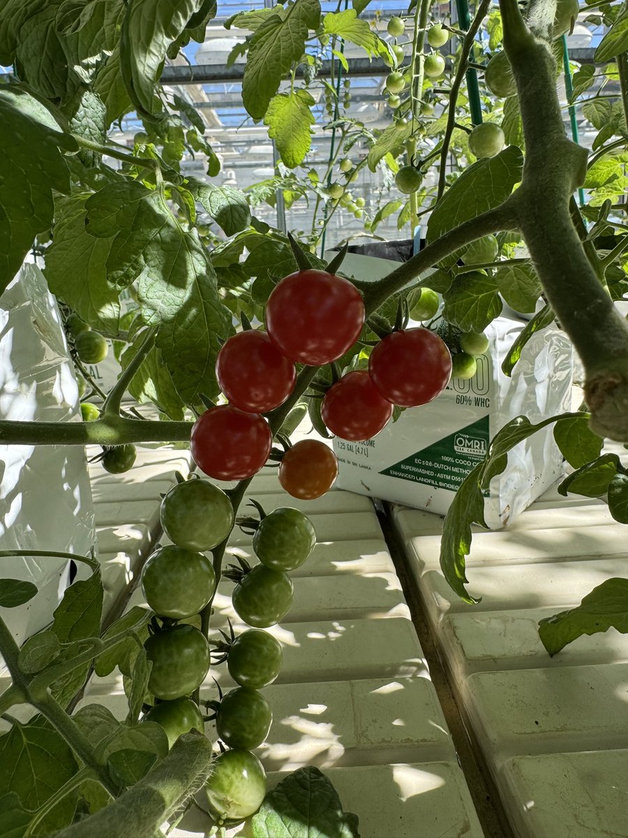 danwheck's tweet photo. Harvest time! We’re picking our greenhouse-grown cherry tomatoes, and they’re looking great! Exciting to see the results of our trials in action.
#TomatoHarvest #GreenhouseFarming #VegetableScience #CornellAgriTech #CornellExtension #LongIslandGrowers #SustainableFarming https://t.co/5VS3eTTFgt