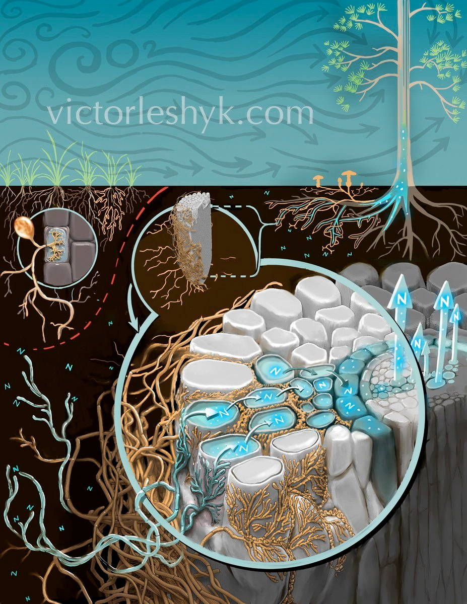 #InternationalForestsDay and what would forests be without fungi?? My closeup view of the Hartig net (yellow) , the miraculous sandwich created when fungal threads in soil snake intimately between plant cells in roots, sharing food, water, and minerals at the new interface