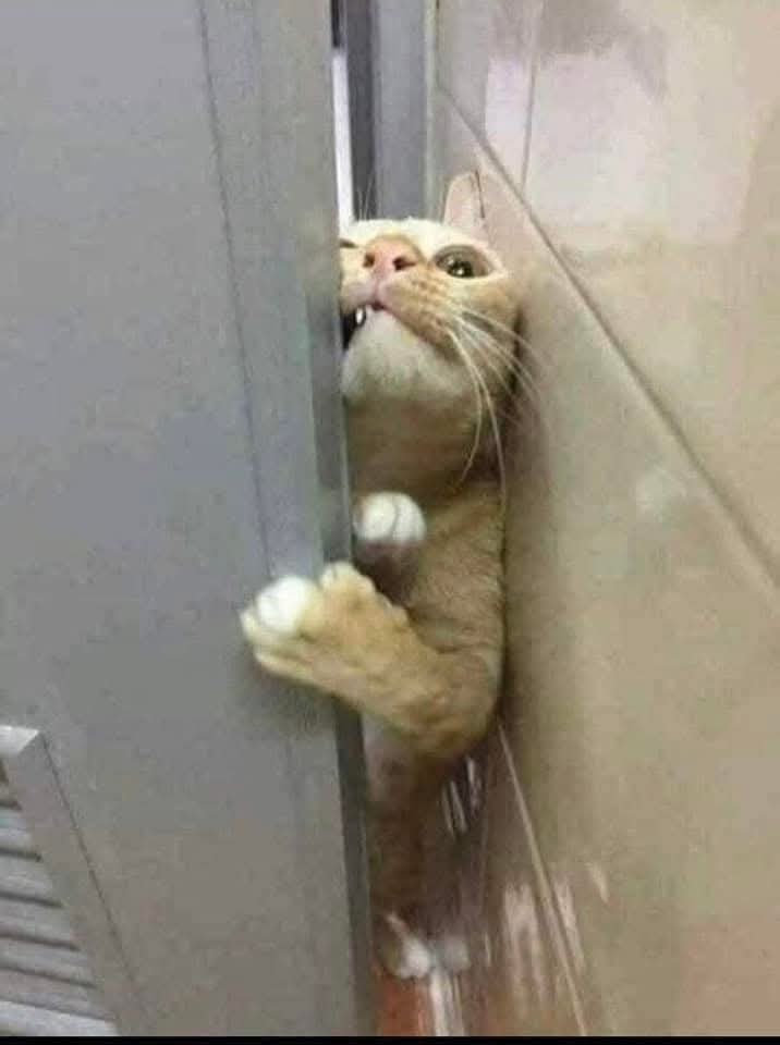 Rummy 🐐 tweet media