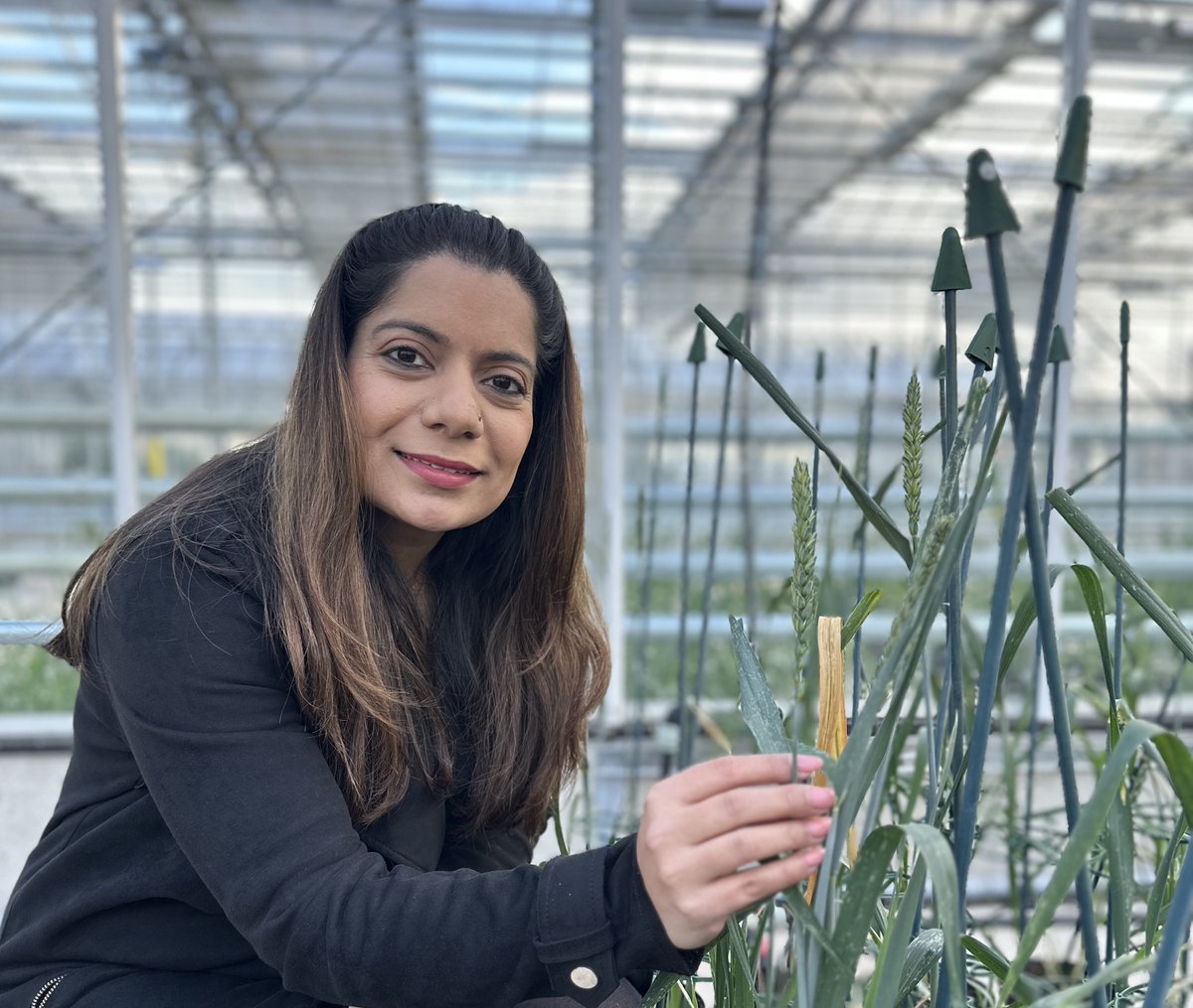 Surbhi Grewal (@surbhig6) on Twitter photo New wheat wild relative genome research unlocks potential for crop improvement
#wheatresearch #genomeassembly
<a href="/UoNBiosciences/">UoNBiosciences</a> <a href="/UoNresearch/">Nottingham Research</a> <a href="/Notts_WRC/">Wheat_ResearchCentre</a>
nottingham.ac.uk/news/new-wheat… New wheat wild relative genome research unlocks potential for crop improvement
#wheatresearch #genomeassembly
<a href="/UoNBiosciences/">UoNBiosciences</a> <a href="/UoNresearch/">Nottingham Research</a> <a href="/Notts_WRC/">Wheat_ResearchCentre</a>
nottingham.ac.uk/news/new-wheat…