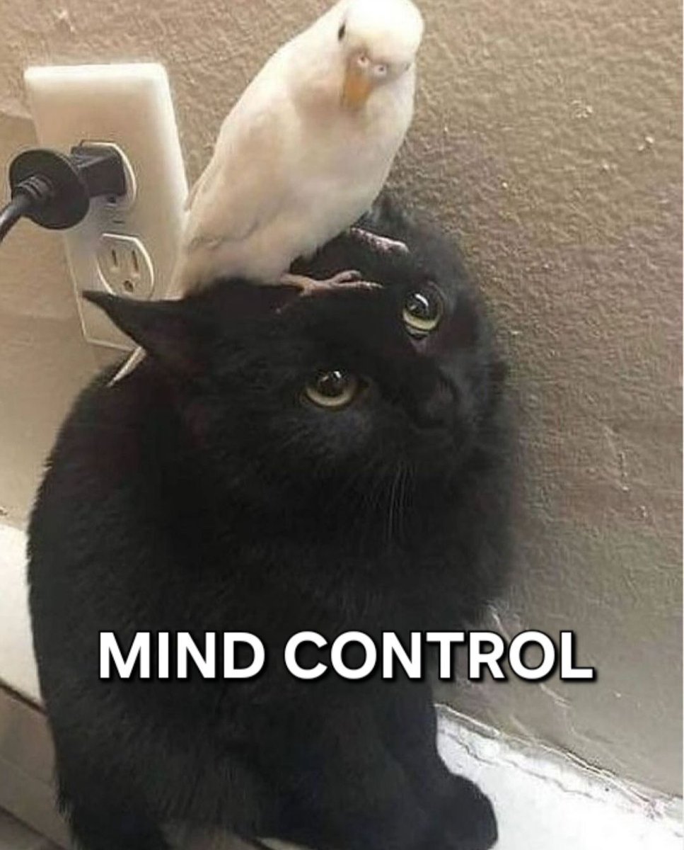 Punch Cat (@punchingcat) on Twitter photo 