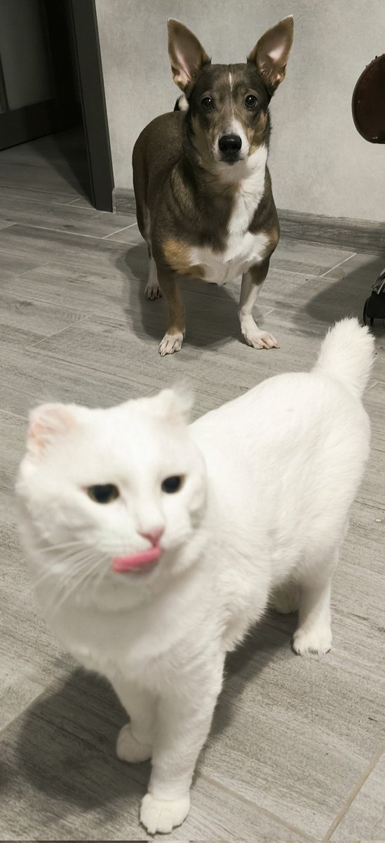 У нас штоли 100 (сто) подписечников? Штоли у нас? Целых сто? Это штоли мы твиттерские сотники? Микроблогеры и микроинфлюенсеры? 

Шура-кот вам отгрузил нижнетвиттерский лизь по поводу такого знаменательного события