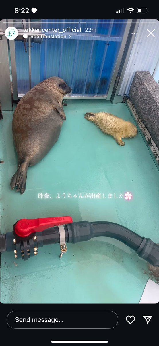 YO-CHAN GAVE BIRTH LAST NIGHT!! OMG THEYRE SO CUTE I CRY