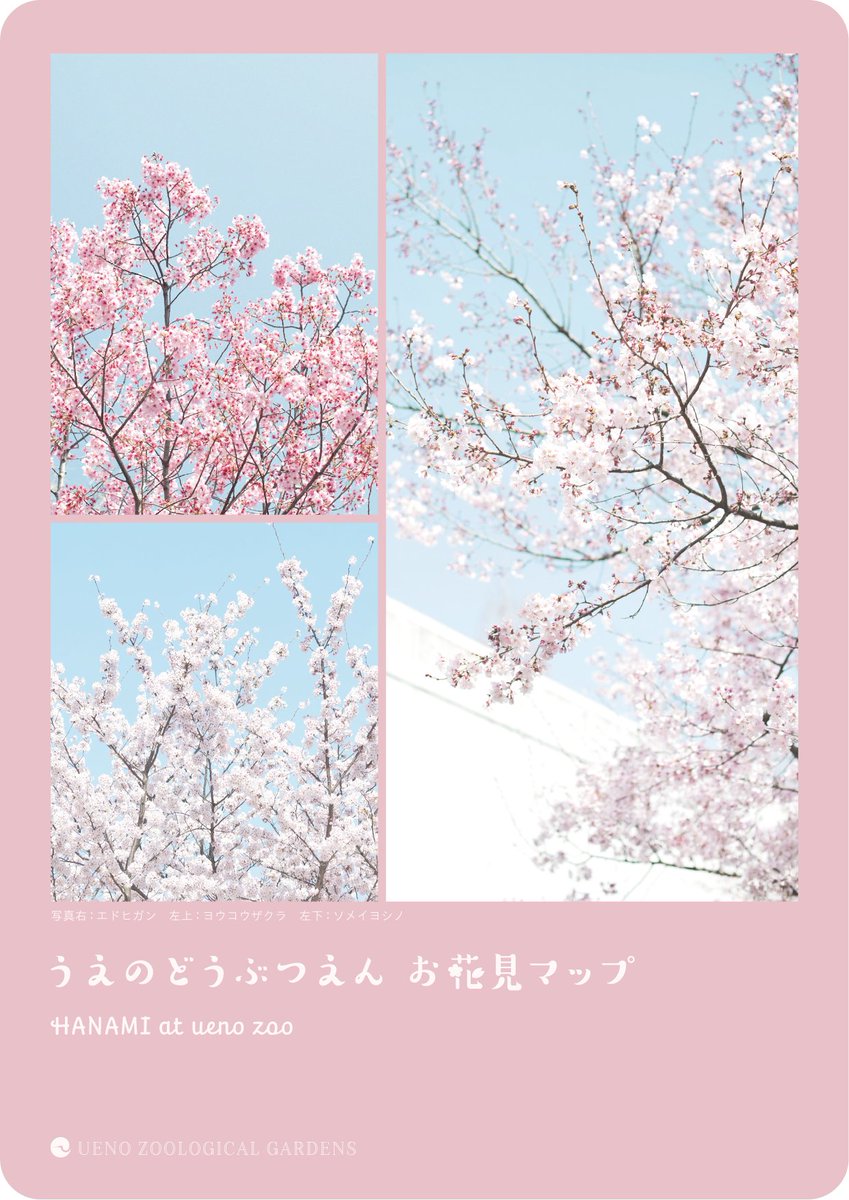 🌸「うえのどうぶつえん お花見マップ」を配布します 園内9品種66本の