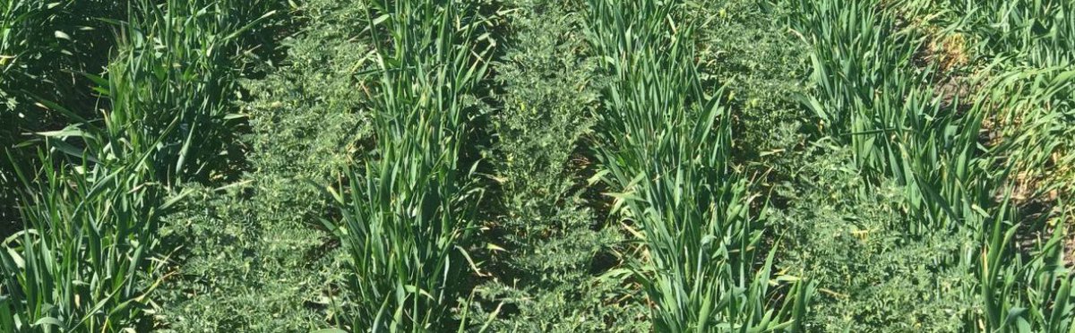 Innovation Farm tweet media