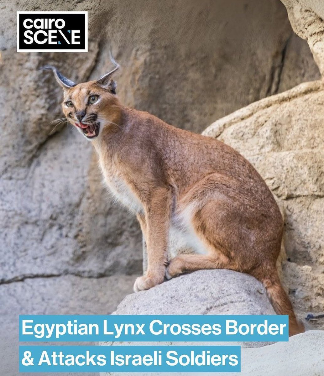 العدو حاسس بقمة الاحراج