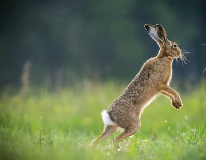 AdLibby1's tweet image. mid march 
the hare and I 
have a spring in our step
#dailyhaikuprompt (hare)