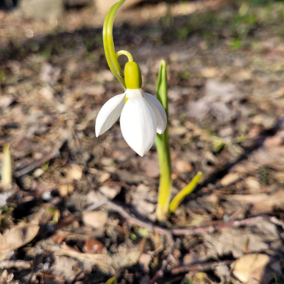 Happy spring equinox! 
One brave snowdrop this week in my garden.
Spring is here, and it begins with this tiny burst of hope.  💮

#Spring
#SpringInMontreal
#FirstSignsOfSpring
#Snowdrop
#HelloSpring
#NatureInTheCity
#UrbanNature
#Bloom
#SeasonsChange
#FreshStart
#SimpleJoys
