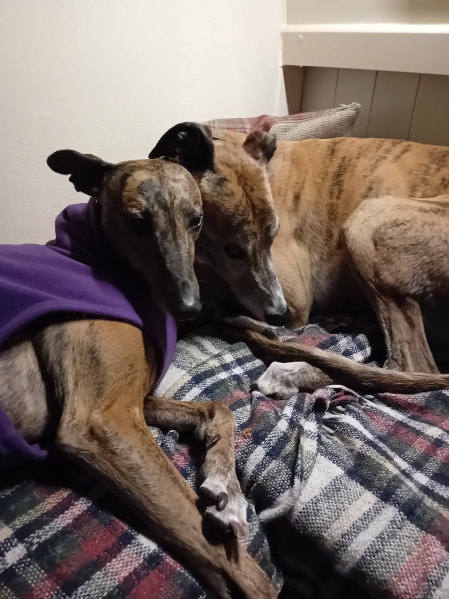 TheLengthsman's tweet photo. They love each other really!
#Canaldogs https://t.co/cpDRjB73X3