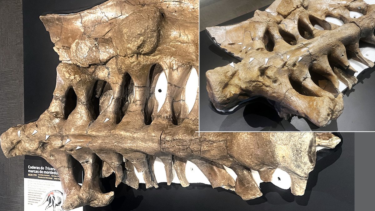 Happy #FossilFriday! The bone crushing bite of #T.rex is forever preserved in the sacrum of this #Triceratops (#MOR799). This specimen, recently restored by MOR Fossil Preparator Cassi is on display at MOR through September 7th, preserves over 80 bite marks.