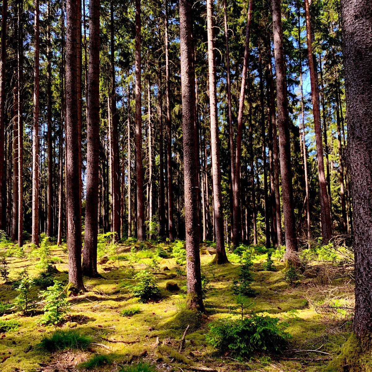linglundfriends's tweet photo. Manchmal sieht man den Wald 🌳 🎄🌳 vor lauter Bäumen nicht #TagdesWaldes #Bayern #Franken #Oberfranken #Fichtelgebirge https://t.co/2C5c87u2Ph https://t.co/7J7fW0ZsmT