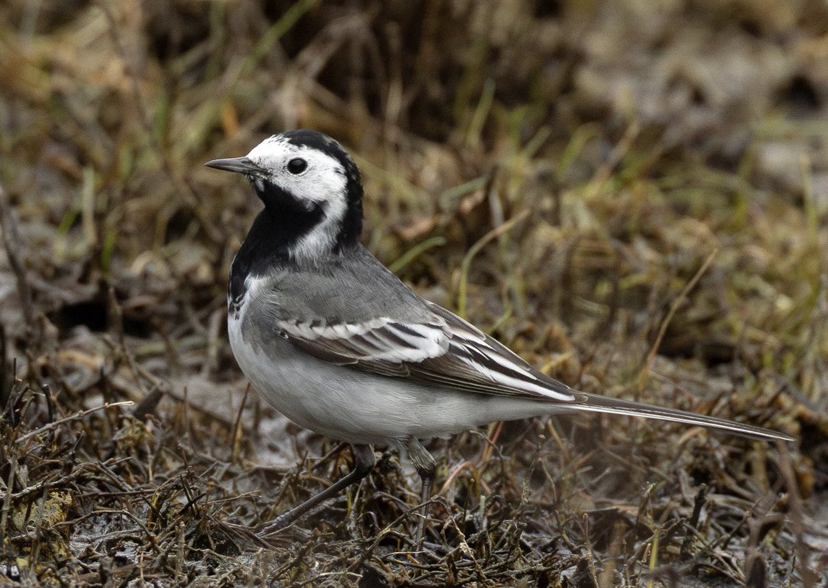 Scott Usher (@sstanpit) on Twitter photo White Wagtail gracing Stanpit Marsh today <a href="/DorsetBirdClub/">Dorset Bird Club</a> <a href="/BirdGuides/">BirdGuides</a> <a href="/Natures_Voice/">RSPB</a> <a href="/DorsetWildlife/">Dorset Wildlife Trust</a> White Wagtail gracing Stanpit Marsh today <a href="/DorsetBirdClub/">Dorset Bird Club</a> <a href="/BirdGuides/">BirdGuides</a> <a href="/Natures_Voice/">RSPB</a> <a href="/DorsetWildlife/">Dorset Wildlife Trust</a>