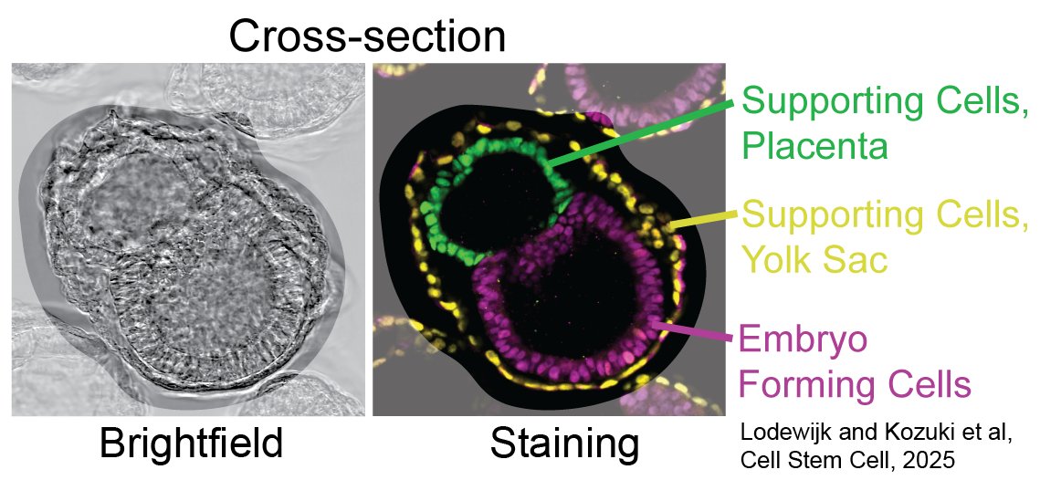 Ali Shariati علی شریعتی (@ali__shariati__) on Twitter photo Thrilled to see our work highlighted by <a href="/GENbio/">Genetic Engineering & Biotechnology News</a>! 🙏🏿🧬 Read the paper here: dlvr.it/TJfDpC #CRISPR #StemCells #SyntheticBiology Thrilled to see our work highlighted by <a href="/GENbio/">Genetic Engineering & Biotechnology News</a>! 🙏🏿🧬 Read the paper here: dlvr.it/TJfDpC #CRISPR #StemCells #SyntheticBiology
