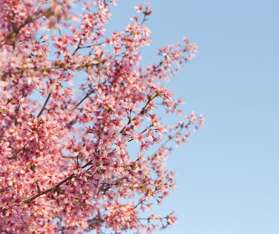 Escape the crowds at the Tidal Basin and have a picnic under the delicate pink flowers of the cherry blossom trees that are blooming here at #KenilworthAquaticGardens! Peak bloom is projected to be March 28-31, so mark your calendars. 🌸