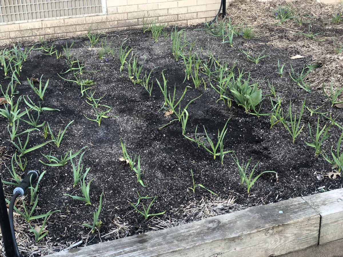The 🧄 Horticulture students planted seems to be doing well!