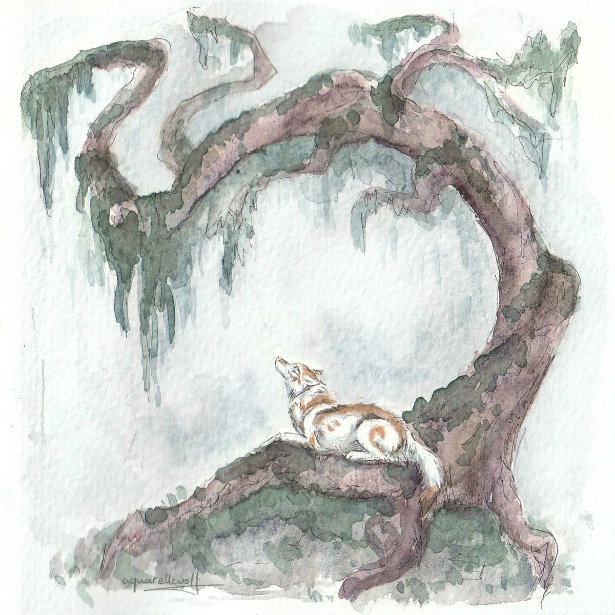 ✨The Pine is resting in the roots of a twisted tree. And enjoying the misty freshness of the old forest.

Watercolor work from a sketchbook #art #artist #fantasyart #magicart #aquarellewolf #wolf #sketchart #sketch #feralart