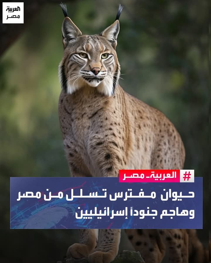 مصــري غلبان tweet media
