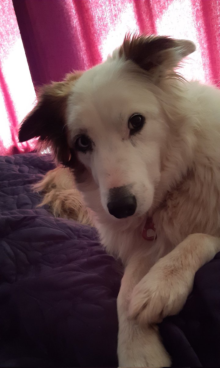 SatLilacs's tweet photo. @Kesthecollie Collie Collective! ๐ Poppy's impressed- she says to say #ColliesRule!๐ค
๐๐ https://t.co/SKysnSpEY7