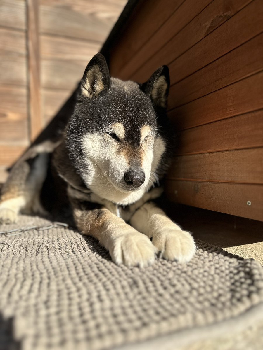 我が家のスフィンクス🐕‍🦺