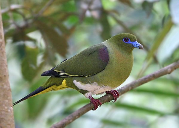 Yellow-vented Green-pigeon (Treron seimundi) #Laos #Vietnam #Thailand #Malayan_Peninsula 
Poorly known to science. Takes fruit in the canopy of tall trees on forested mountains. 
Check out the bright lemon yellow undertail coverts and snow-white belly. 
📷  Peter Ericsson.