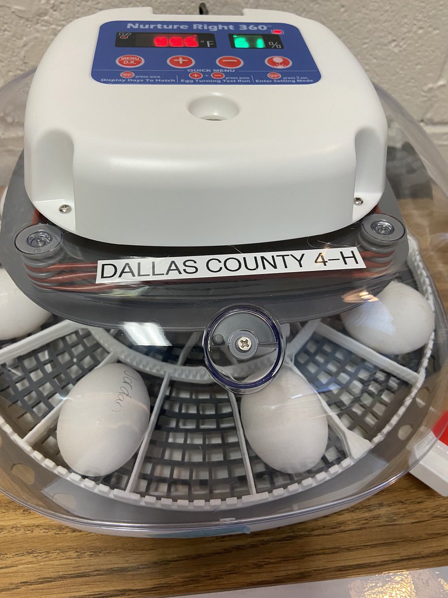 Dr. Lauren Bolack (@lauren_bolack) on Twitter photo Big news at <a href="/MSTMAGNET/">MST Magnet School</a> ! Our partnership with 4H just hatched something egg-citing — baby chick eggs are officially in the incubator! Can’t wait to watch our students learn and grow right alongside these little ones. #STEMinAction #MSTchicks #4HPartners Big news at <a href="/MSTMAGNET/">MST Magnet School</a> ! Our partnership with 4H just hatched something egg-citing — baby chick eggs are officially in the incubator! Can’t wait to watch our students learn and grow right alongside these little ones. #STEMinAction #MSTchicks #4HPartners