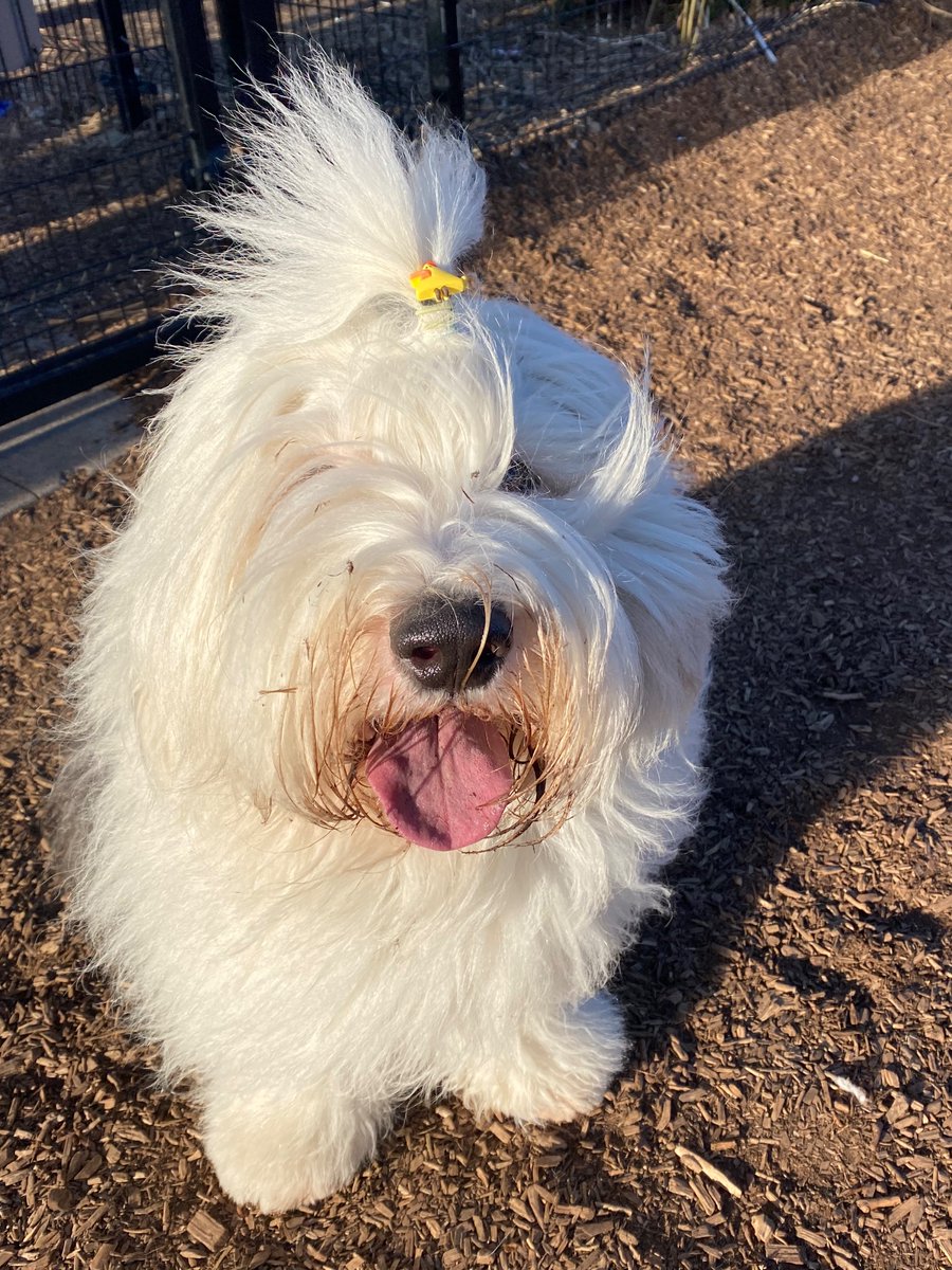 #Topknot reflection: even when I’m a mess, I’m still a chick magnet 🐥 🧲 
Happy #FuzzyFriday! 
#oes #dogsofx #FridayVibes