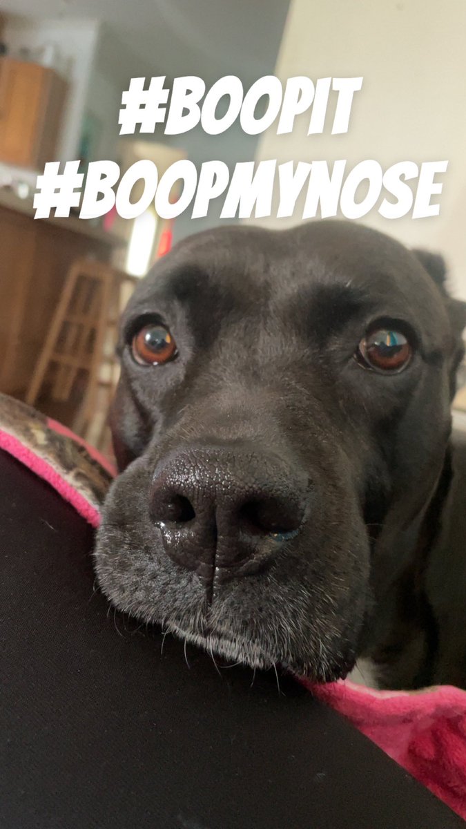 StephanieMBond's tweet image. Happy Friday!! Just a cute face here to say Have A Great Weekend My Friends 🐶🐾😎💜🫶
#doggie #boopit #boopmynose #haveagreatweekend #FridayVibes #DogLovers