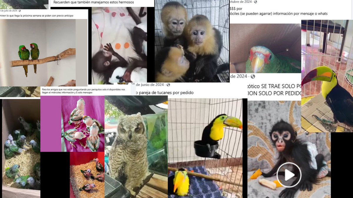 YoAmoaLaCiencia's tweet photo. 🚨Grave caso de tráfico ilegal de especies en Guerrero: exigimos acción inmediata de Profepa

Hemos identificado un caso de tráfico ilegal de fauna silvestre en el municipio de Arcelia, Guerrero, en el que una tienda de mascotas, ubicada a solo dos cuadras de la presidencia municipal, está operando abiertamente en redes sociales y en su establecimiento físico, comercializando especies protegidas y en peligro de extinción.

Entre los animales que comercializan se encuentran pericos atoleros frente naranja (Eupsittula canicularis), pericos cabeza amarilla (Amazona oratrix), guacamayas verdes (Ara militaris), loros reales amazónicos (Amazona ochrocephala), guacamayos azul y amarillo (Ara ararauna), loros frente blanca (Amazona albifrons , guacamayos azules (Anodorhynchus hyacinthinus , loros cabeza azul ( Pionus menstruus) además de ajolotes, boas, búhos y cocodrilos.

El sujeto responsable ha presumido en redes sociales que está en "grandes ligas", ofreciendo en venta un jaguar, dos tigres, lémures de cola anillada, nueve monos araña y tres monos capuchinos.

Todas estas especies mexicanas están protegidas por la NOM-059-SEMARNAT, muchas de ellas se encuentran en peligro de extinción o sujetas a protección especial.

La caza furtiva y la venta ilegal atentan contra la biodiversidad y violan la Ley General de Vida Silvestre, el Código Penal Federal y tratados internacionales como la Convención sobre el Comercio Internacional de Especies Amenazadas de Fauna y Flora Silvestres (CITES).

Desde 2022, este sujeto ha lucrado con la vida silvestre y sigue operando con total impunidad.

Aunque ya presentamos una denuncia directa la Profepa con su nombre, número de celular, perfil de redes sociales y dirección de su tienda, la procuradora Marina Boy solo actúa cuando los casos se vuelven mediáticos.

Por ello, hacemos público este hallazgo y exigimos intervención inmediata.

La Profepa no puede cometer errores: debe de levantar una denuncia penal formal por cada especie, y coordinarse con un agente del Ministerio Público para garantizar que este caso no quede impune.

La venta "por mensaje privado" que realiza este sujeto demuestra que es plenamente consciente de la ilegalidad de sus actos.

 No es solo un comerciante irresponsable, sino un criminal que debe enfrentar consecuencias legales.