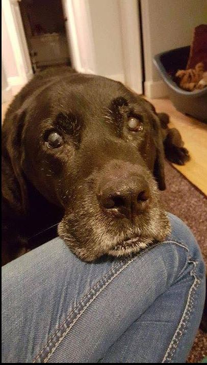 Best in Dogs tweet media