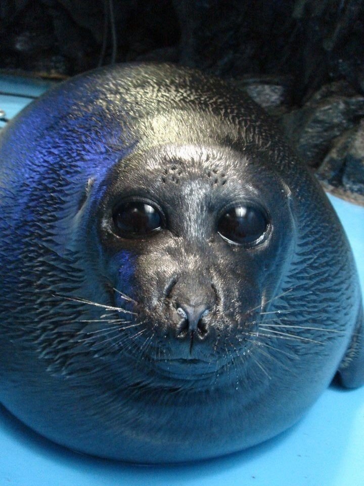 deffonotargent's tweet image. Can someone edit this guy to have even bigger eyes so his small eyes edit can have a friend