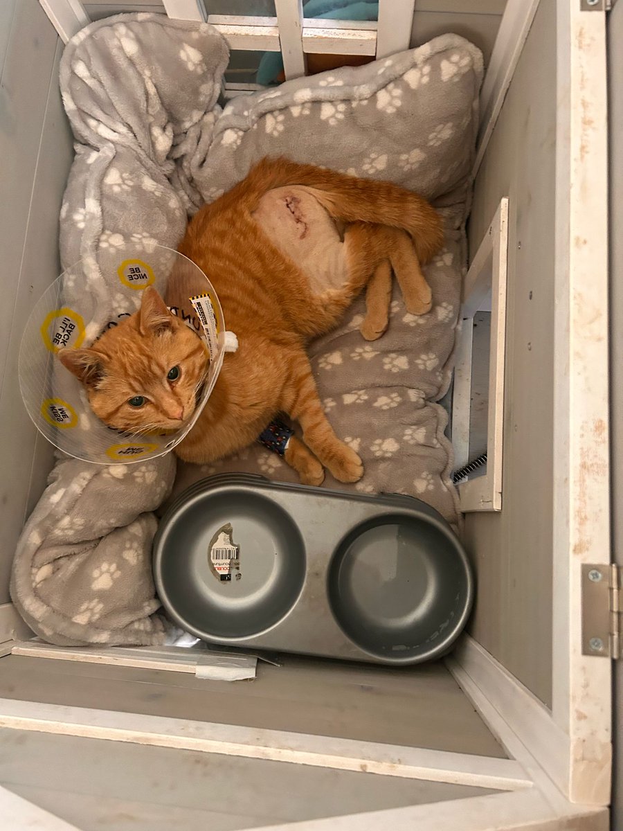 Because  so many of you asked about him, Benson,  our associate responsible for vermon management, was hit by a car last week. He is recovering  well after  hip surgery