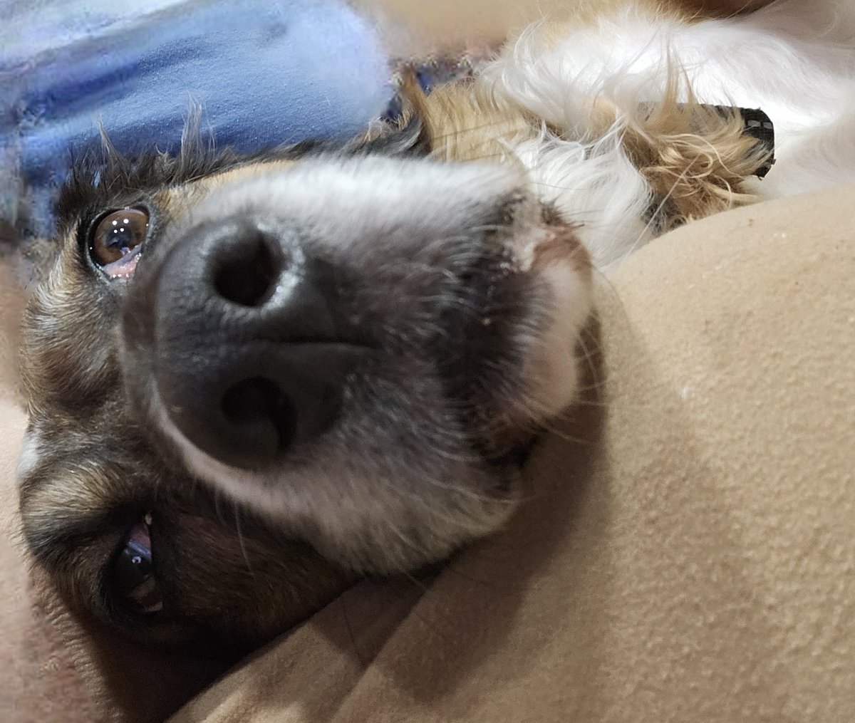 slanoue2016's tweet photo. Cute #Brandy pics from the past few days... #selfie #dogselfie #dog🐶 #dogs #thatface #thatfacethough😍 #cutie #socute #adorable #doggo #doggy #gooddog #sillydog #mutt #supermutt #rescuedog #adoptdontshop #bassethound #dogsofnewyork #dogsofx #DogsofTwitter 🐾 💕 https://t.co/Jl5J9s2sFd