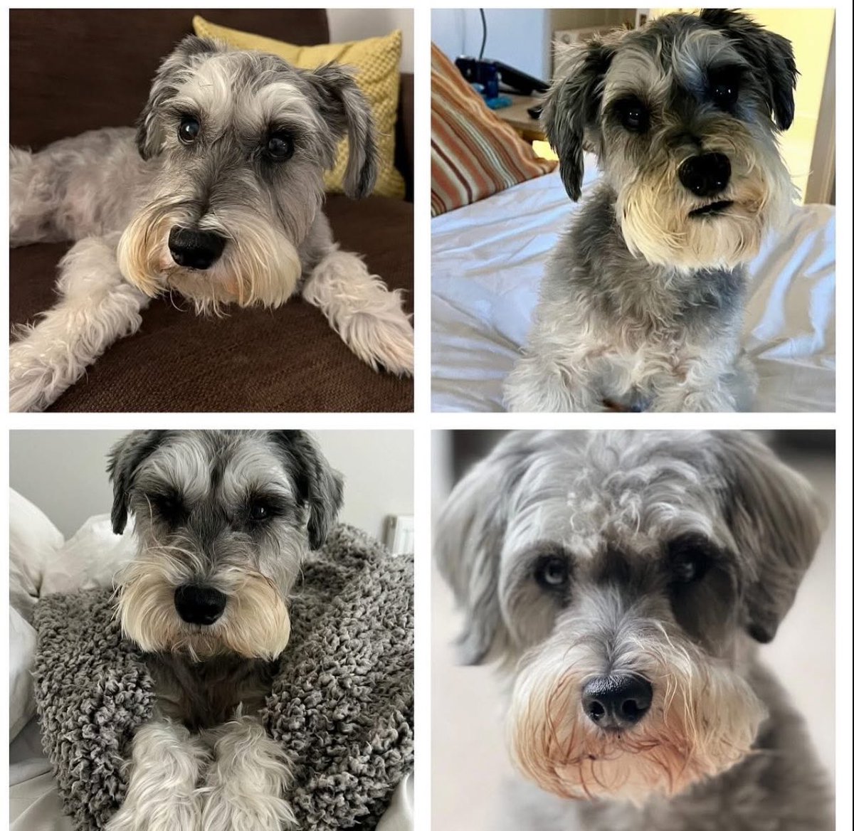 Arthur Schnauzer tweet media