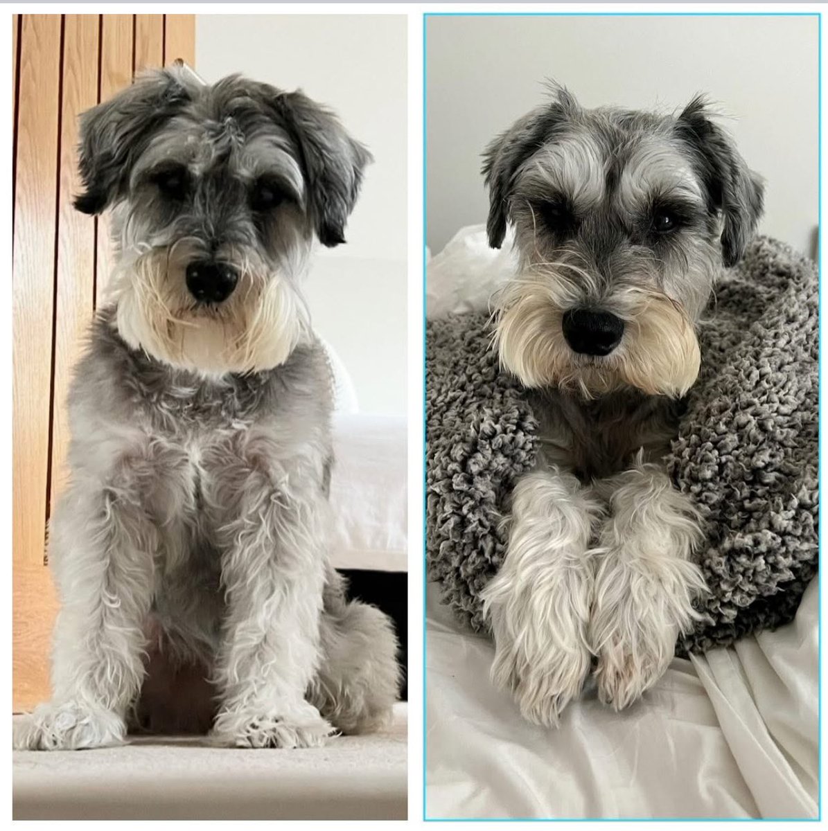 Arthur Schnauzer tweet media