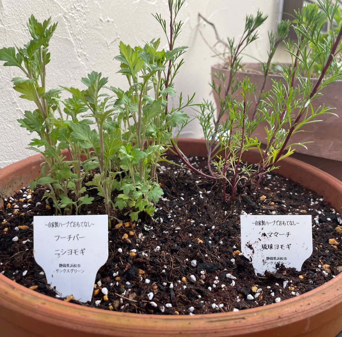 maya_yaima's tweet image. #ffd #ffd001
これから師匠のグループ面談
緊張しないように、昨日手に入れた沖縄ヨモギをかじってきた。