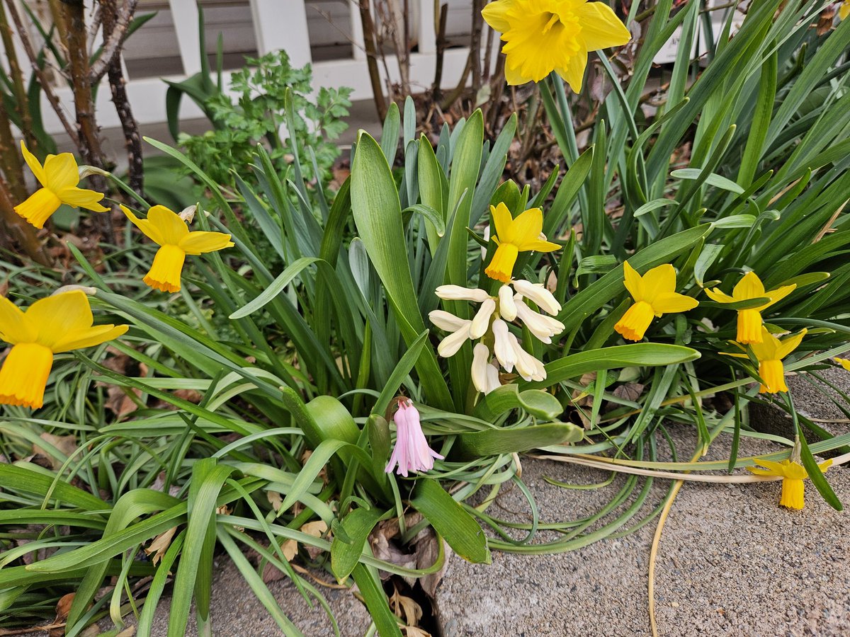 DonaldShearer1's tweet photo. #GardenersWorld #garden #GardeningX #FlowersofFriday 
Not in pots on a table, but I hope @GWandShows still likes them. https://t.co/NxV69T80zF