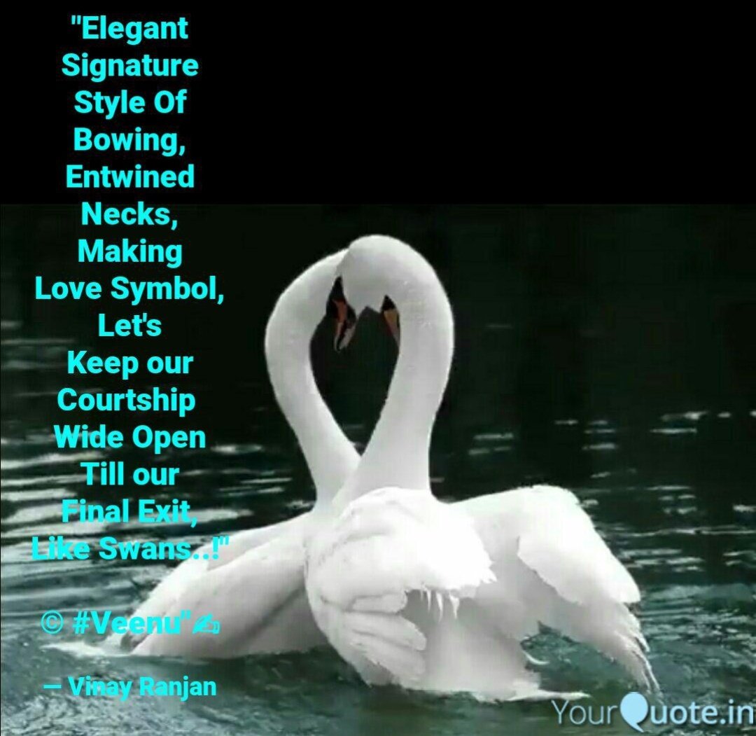 Kavya_Ras's tweet photo. #Poetic_Window 

"Elegant
Signature
Style Of
Bowing,
Entwined
Necks,
Making
Love Symbol,
Let's
Keep Our
Courtship 
Wide Open
Till Our
Final Exit,
Like Swans..!"

© #Veenu"✍
@Veenu_ub
#exit #vss365 
#fmpsy #twiiterpoetry 
#love
(Pic:Social Media)
via @YourQuoteApp
#WorldPoetryDay https://t.co/bFzPSMVwWv