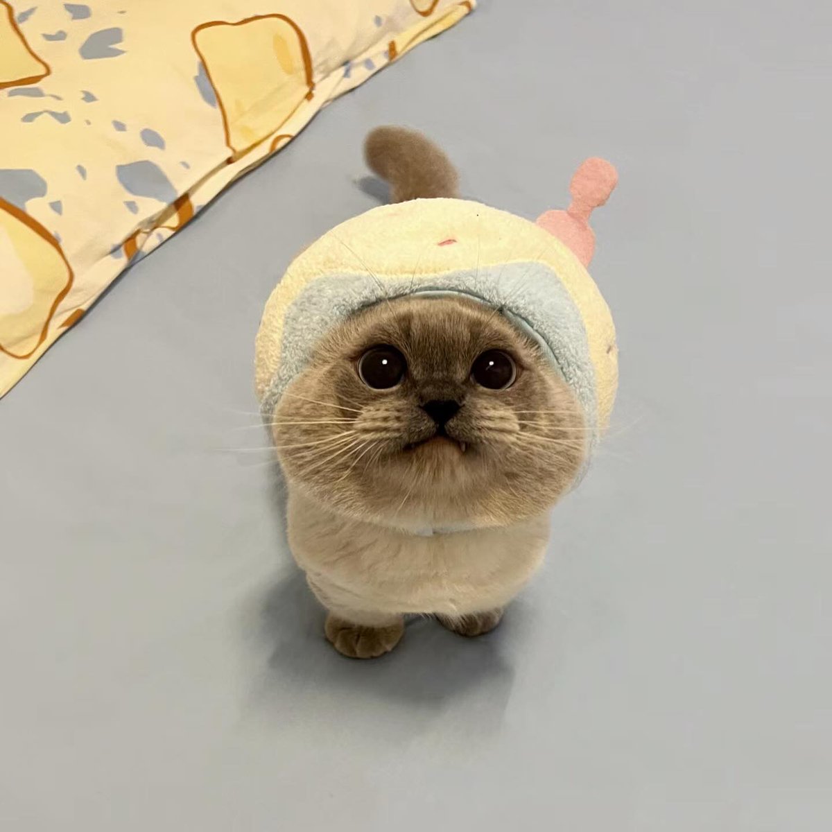 你说没零食是什么意思？// What do you mean no snacks? 😿