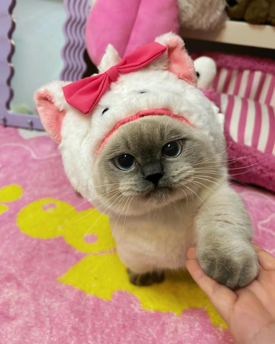 击个掌？ // high five? 🫸🫷😹