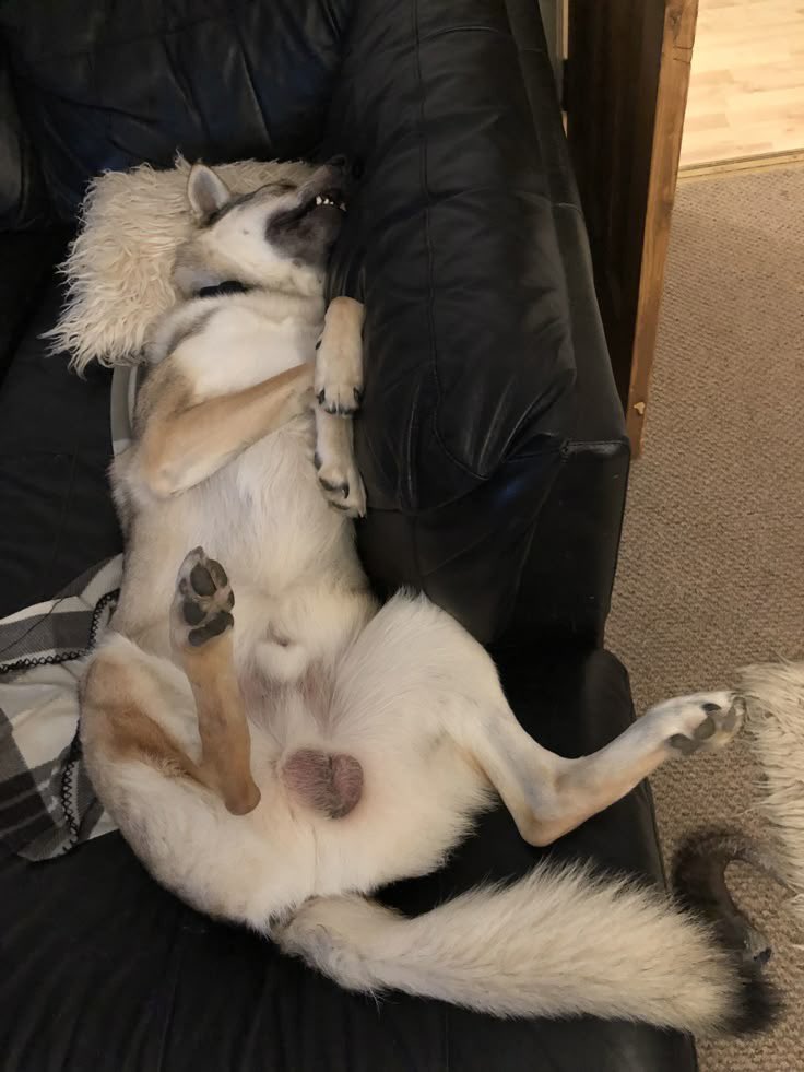 Janek91076101's tweet photo. #zoophile ##zoophile #zoosarevalidI let my dog goes deep inside me on https://t.co/bik1v0xcxw
#zoophillia #zoosarevalid #beastiality
#dogknot #zooprideisvalid #zoophile
#antizoo #antizoophileantizoo #k9girl #zoopride
#zoophilepride #zoopositivity
#Bestiality #hypnotistsappho https://t.co/4zm7mcE7F5